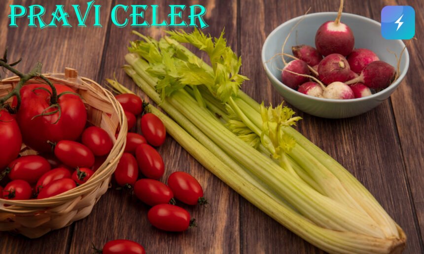 Pravi Celer