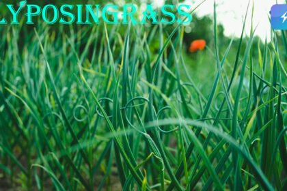 Lyposingrass