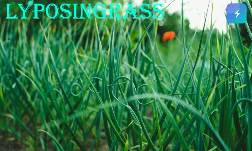 Lyposingrass